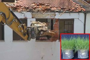 pesquisador-brasileiro-conseguiu-transformar-o-residuo-da-construcao-civil-em-substrato-para-o-cultivo-de-planta-como-a-grama-esmeralda-detalhe